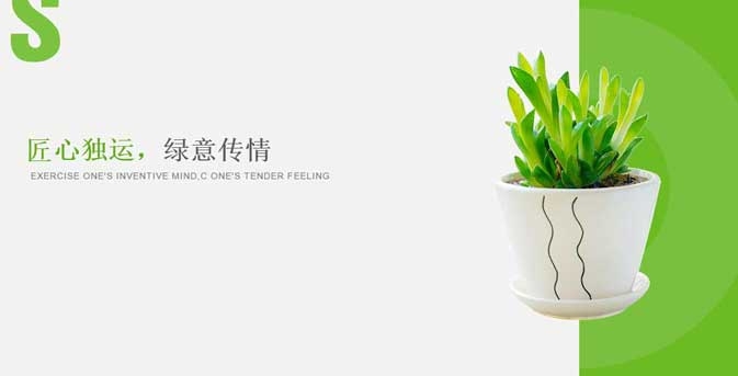 迎宾盆栽