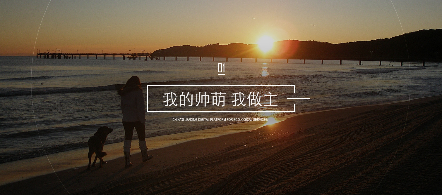 宠物陪伴训练主视觉