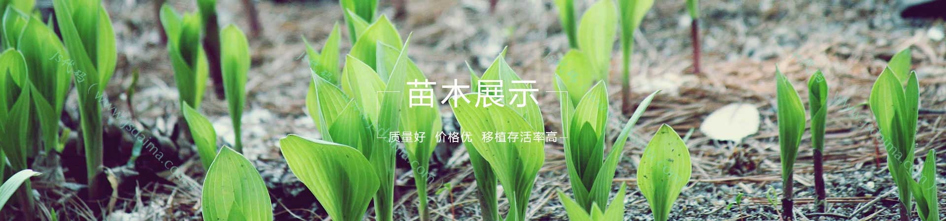 苗木产品