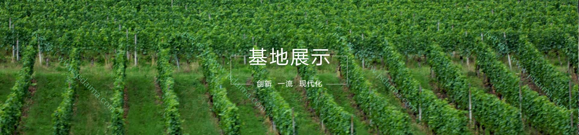 樱桃示范基地