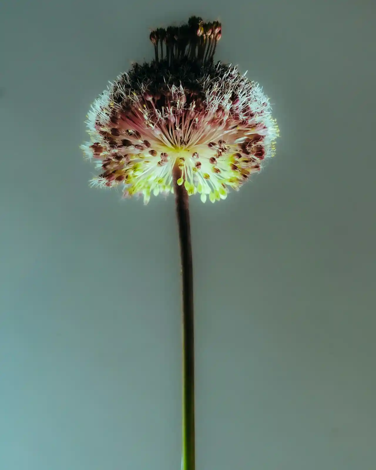 模特影像